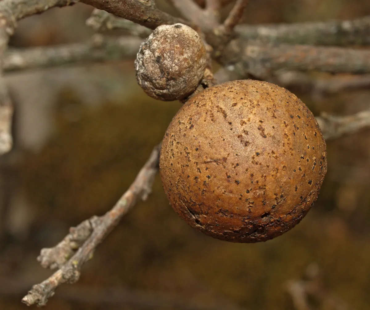 Marble Gall wasp - photo 3