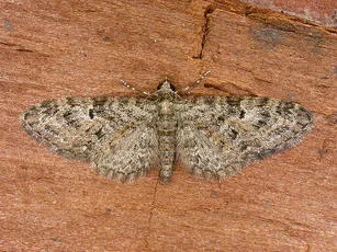 Oak-tree Pug - Eupithecia dodoneata