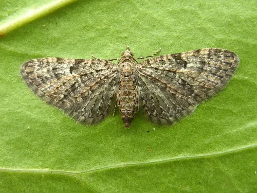 Oak-tree Pug - photo 2