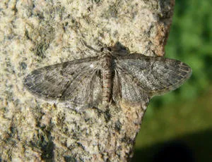 Oak-tree Pug - photo 6