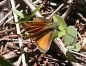 Edwards' Skipperling - Hodges#4008