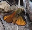 Edwards' Skipperling - Hodges#4008 - photo 4