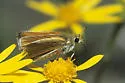 Garita Skipperling - Hodges#4007