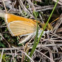 Garita Skipperling - Hodges#4007 - photo 4