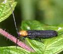 Raspberry Cane Borer