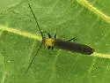 Raspberry Cane Borer - photo 2