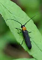 Raspberry Cane Borer - photo 3