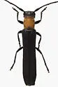 Raspberry Cane Borer - photo 4