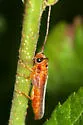 Oberea deficiens