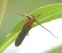 Oberea deficiens - photo 5