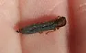 Leafy Spurge Stem Boring Beetle