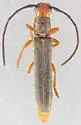 Leafy Spurge Stem Boring Beetle - photo 2