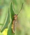 Leafy Spurge Stem Boring Beetle - photo 3
