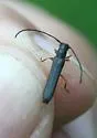 Oberea flavipes - photo 2