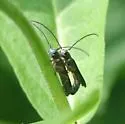 Oberea flavipes - photo 3