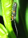 Oberea flavipes - photo 4