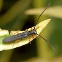 Oberea flavipes - photo 5