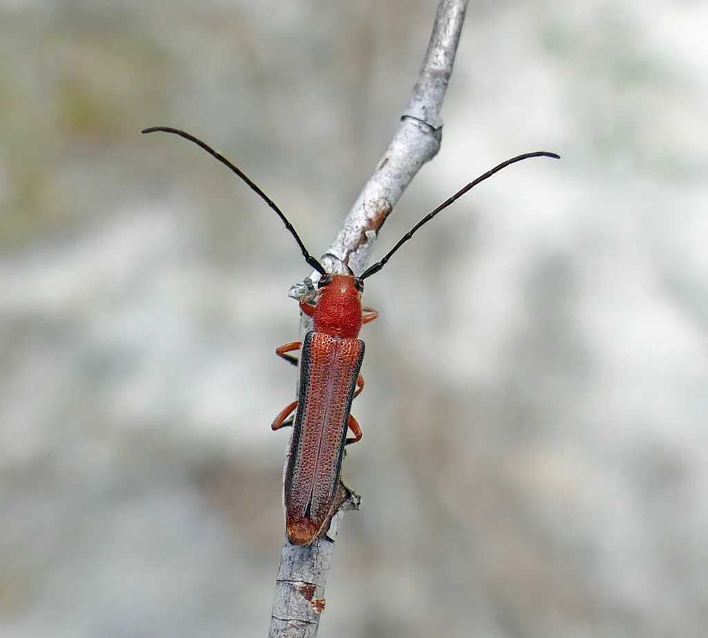 Oak-sprout Oberea - photo 3