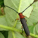 Sumac Stem Borer - Oberea ocellata