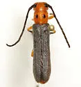 Sumac Stem Borer - photo 3
