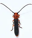 Sumac Stem Borer - photo 4