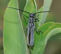 Oberea oculaticollis - photo 2