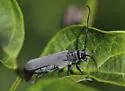 Oberea oculaticollis - photo 3