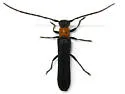 Raspberry Cane Borer - photo 2