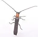 Raspberry Cane Borer - photo 4