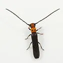 Raspberry Cane Borer - photo 5