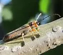 Oberea pruinosa - photo 4