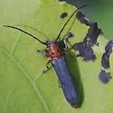 Oberea quadricallosa - photo 2