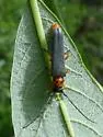 Oberea quadricallosa - photo 3