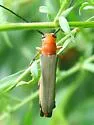 Sassafras Borer - photo 2