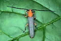 Sassafras Borer - photo 3