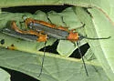 Sassafras Borer - photo 4
