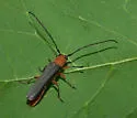 Sassafras Borer - photo 5