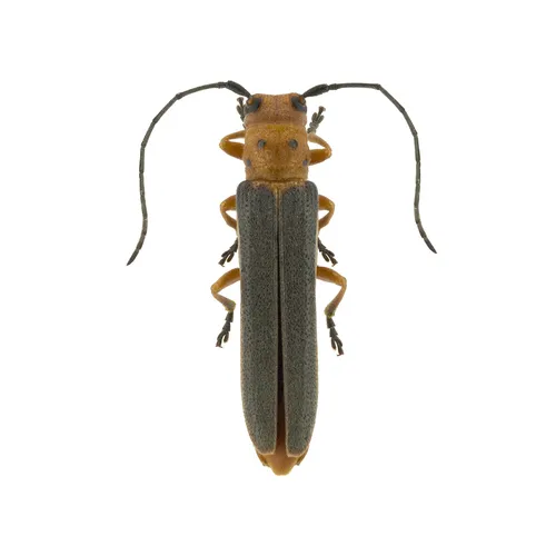 Oberea schaumii - Oberea schaumii