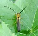 Dogwood Twig Borer - Oberea tripunctata