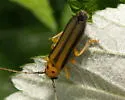 Dogwood Twig Borer - photo 3