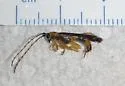 Dogwood Twig Borer - photo 4