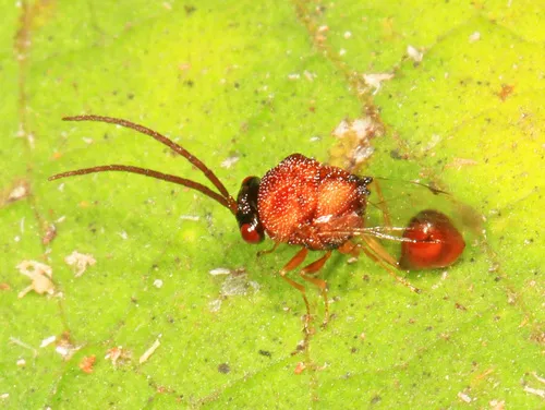Obeza floridana - photo 2