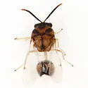 Obeza septentrionalis