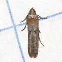 Obithome punctiferella - Hodges#1645 - photo 2