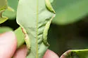 Black Locust Gall Midge - photo 2