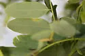 Black Locust Gall Midge - photo 3