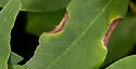 Black Locust Gall Midge - photo 4