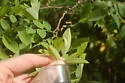 Black Locust Gall Midge - photo 5