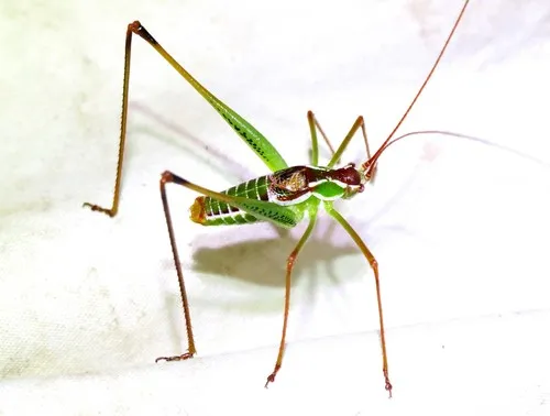 Common Short-wing Katydid