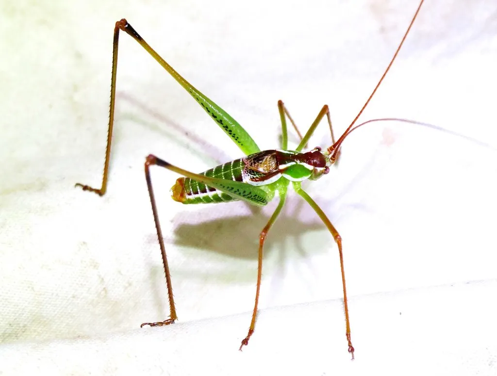 Common Short-wing Katydid - photo 2